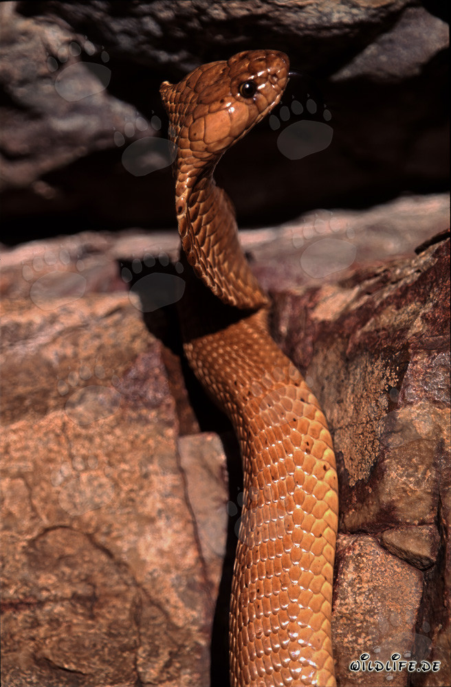 Affascinante Cobra del Capo alla calda luce del sole di Overberg-Fynbos