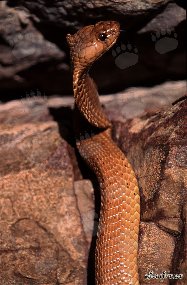 Cobra du Cap fascinante sous la lumière chaude du soleil d'Overberg-Fynbos