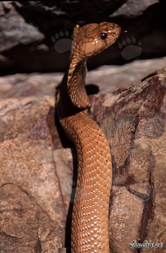 Fascinating Cape Cobra in the Sunlight