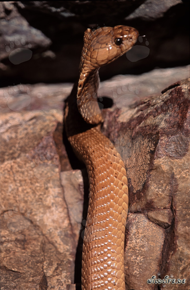Fascinante cobra del Cabo bajo la luz del sol