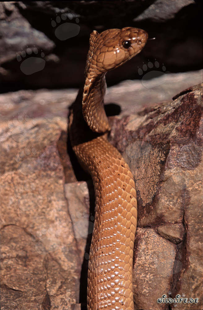 Affascinante cobra del Capo alla luce del sole