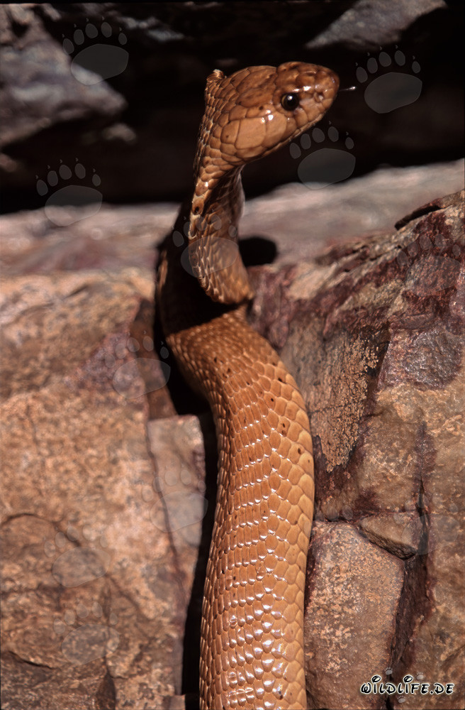 Cobra du Cap fascinante sous la lumière du soleil