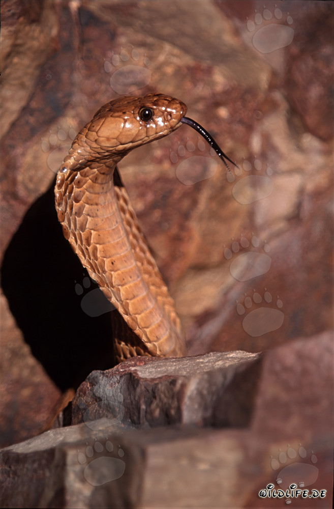 Impressive Cape Cobra in Profile - Dangerous Snake of the Overberg Fynbos