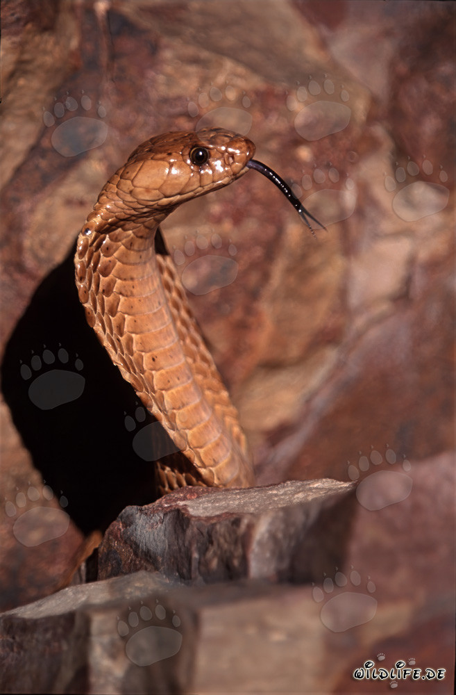 Impresionante cobra del Cabo en perfil lateral - peligrosa serpiente de Overberg Fynbos