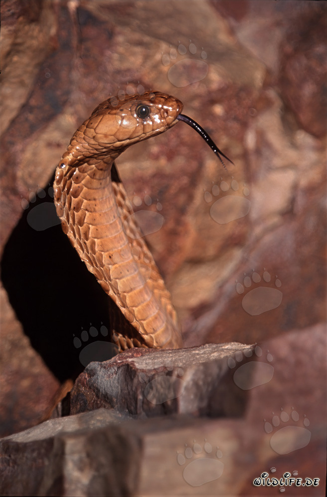 Imponente cobra del Capo in profilo laterale - pericoloso serpente dell'Overberg Fynbos