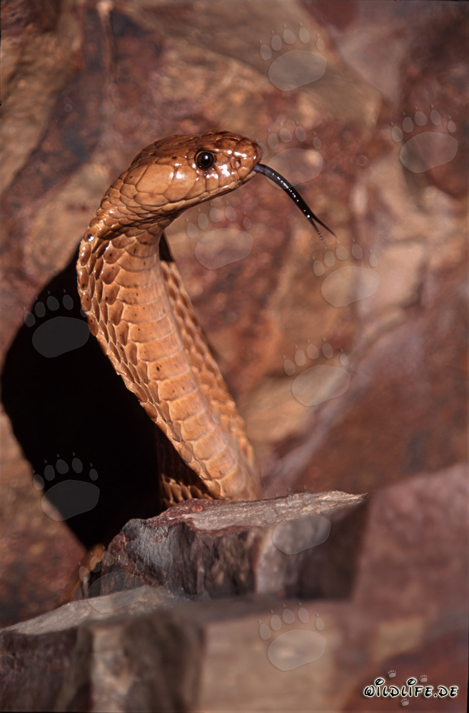 Impressionnante cobra du Cap en profil latéral - dangereux serpent de l'Overberg Fynbos