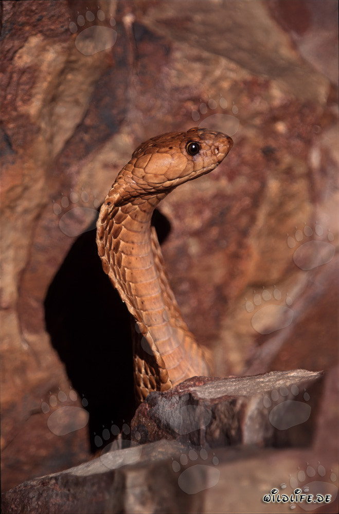 Cobra del Cabo majestuosa erguida en las montañas de Gansbaai