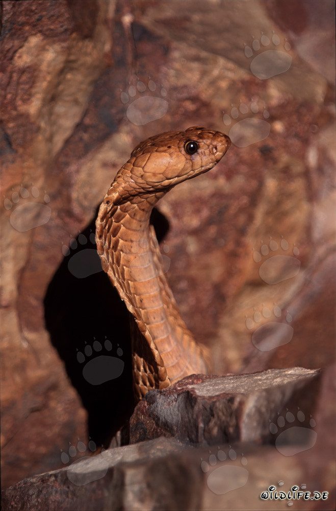 Cobra del Capo maestosa eretta sulle montagne di Gansbaai