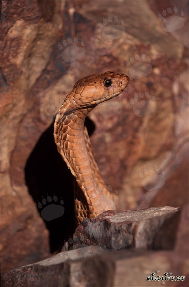 Cobra du Cap majestueuse dressée dans les montagnes de Gansbaai