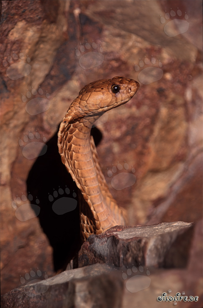 Majestic Erect Cape Cobra in the Gansbaai Mountains