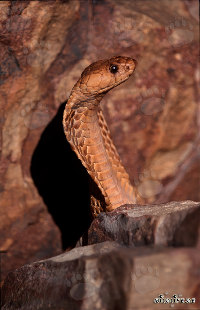 Impressive Cape Cobra in the Gansbaai Mountains, Western Cape, South Africa
