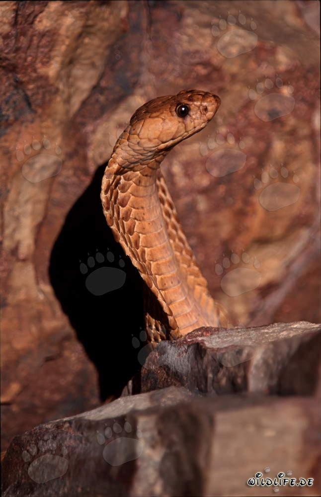 Impresionante Cobra del Cabo en las montañas de Gansbaai, Western Cape, Sudáfrica