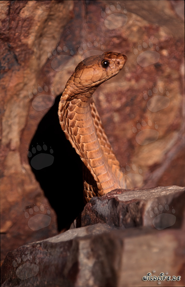Impressionnante Cobra du Cap dans les montagnes de Gansbaai, Western Cape, Afrique du Sud