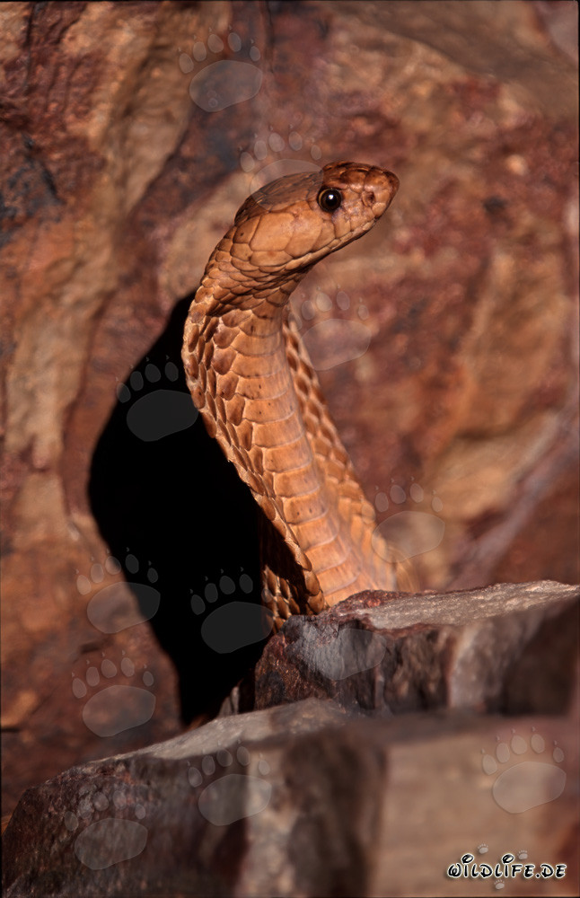 Imponente Cobra del Capo nelle montagne di Gansbaai, Western Cape, Sudafrica