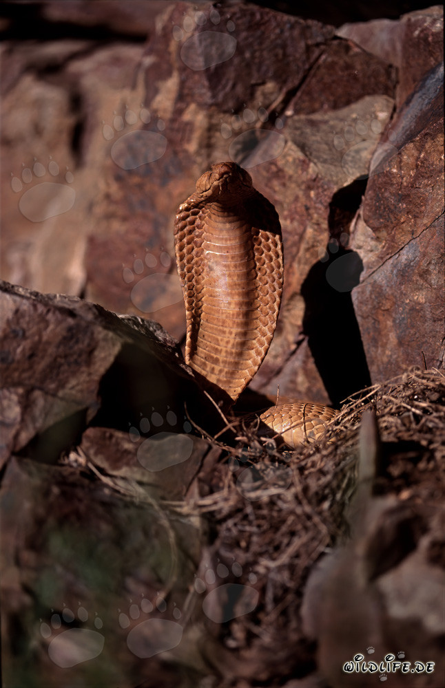 Fascinating Cape Cobra (Naja nivea)