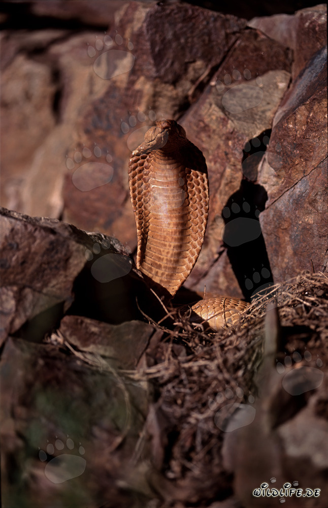 Cobra del Cabo fascinante (Naja nivea)
