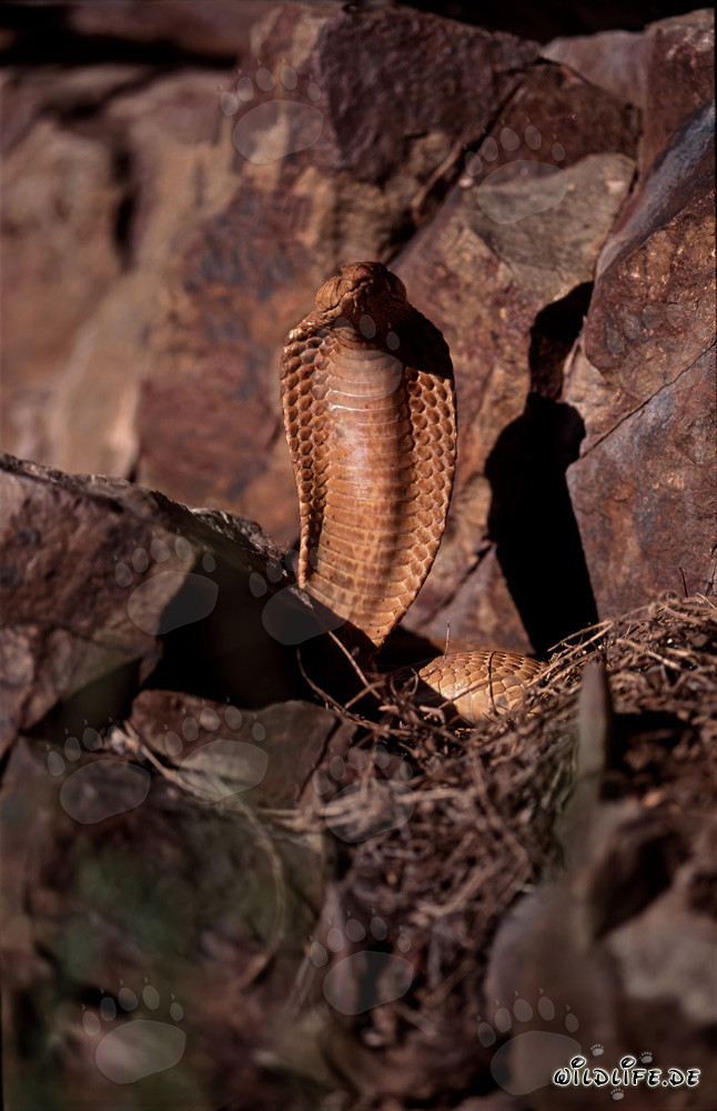 Fascinante Cobra del Capo (Naja nivea)