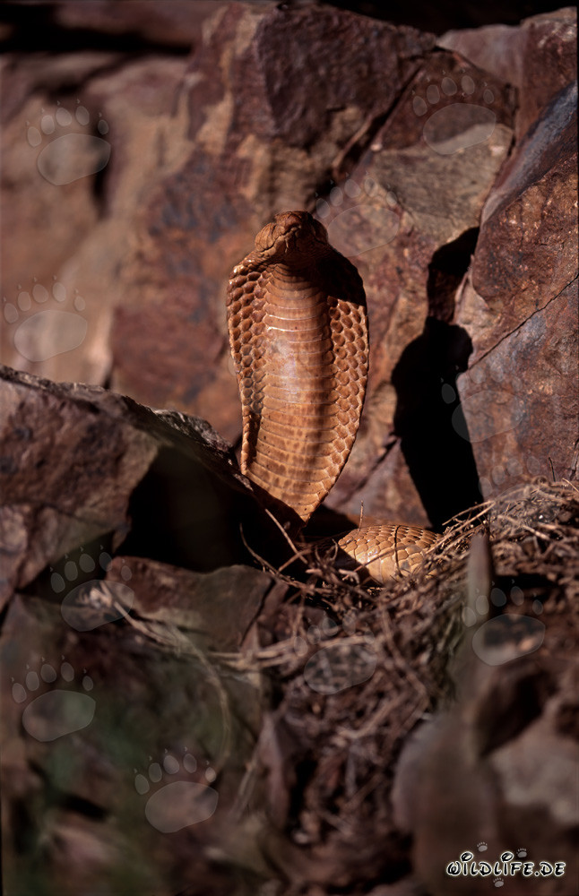 Cobra du Cap fascinante (Naja nivea)