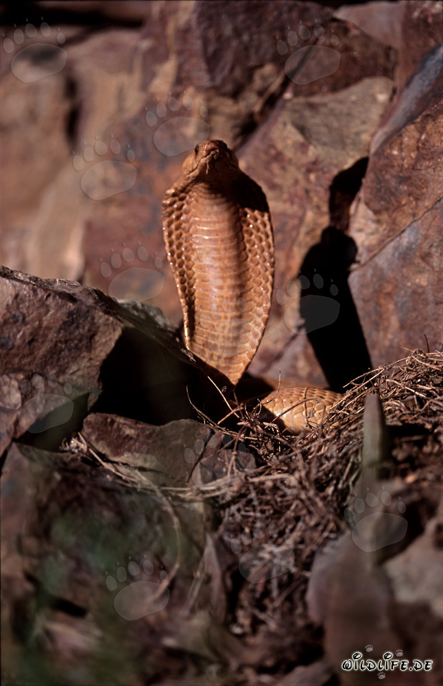 Amenaza de Cobra del Cabo de color dorado
