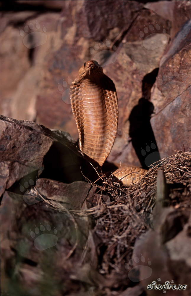 Cobra del Capo minacciosa dal colore dorato