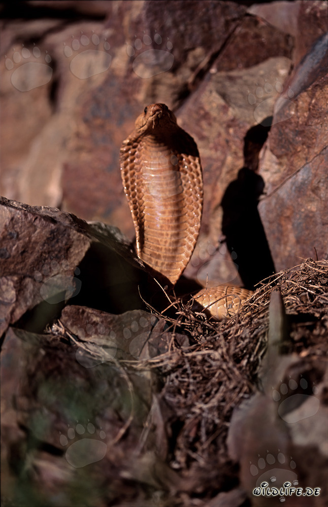 Cobra du Cap menaçante de couleur dorée