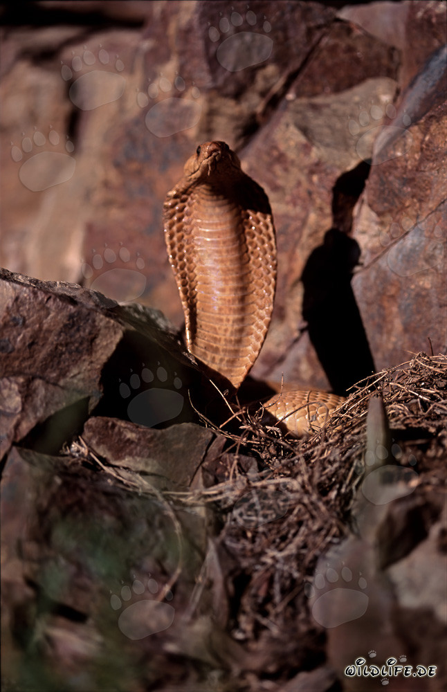 Threatening Golden Cape Cobra