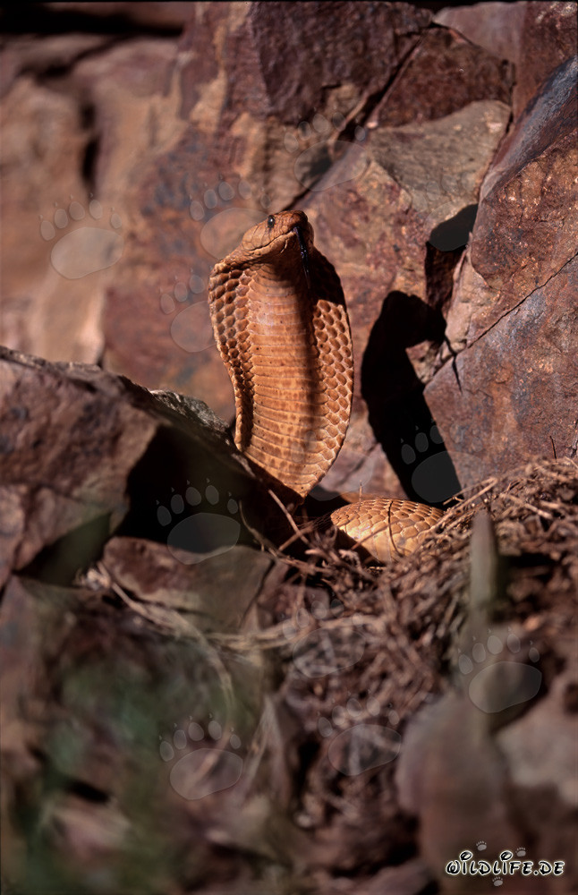 Cobra du Cap dorée imposante dans les montagnes de Gansbaai