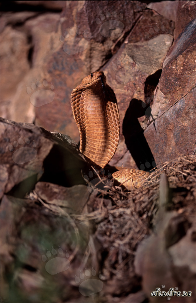 Imponente Cobra del Capo Dorato nelle montagne di Gansbaai