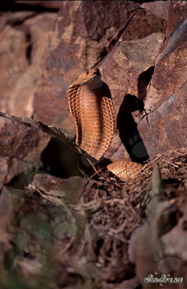 Impressive Golden Cape Cobra in the Gansbaai Mountains