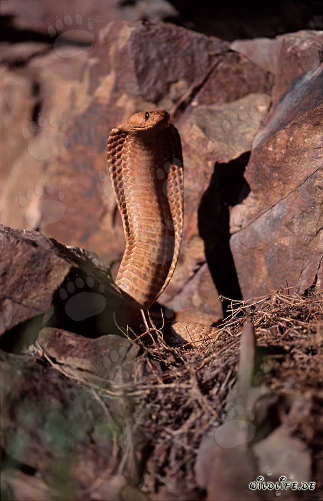 Impressionnante Cape Cobra déployant son bouclier devant des rochers colorés
