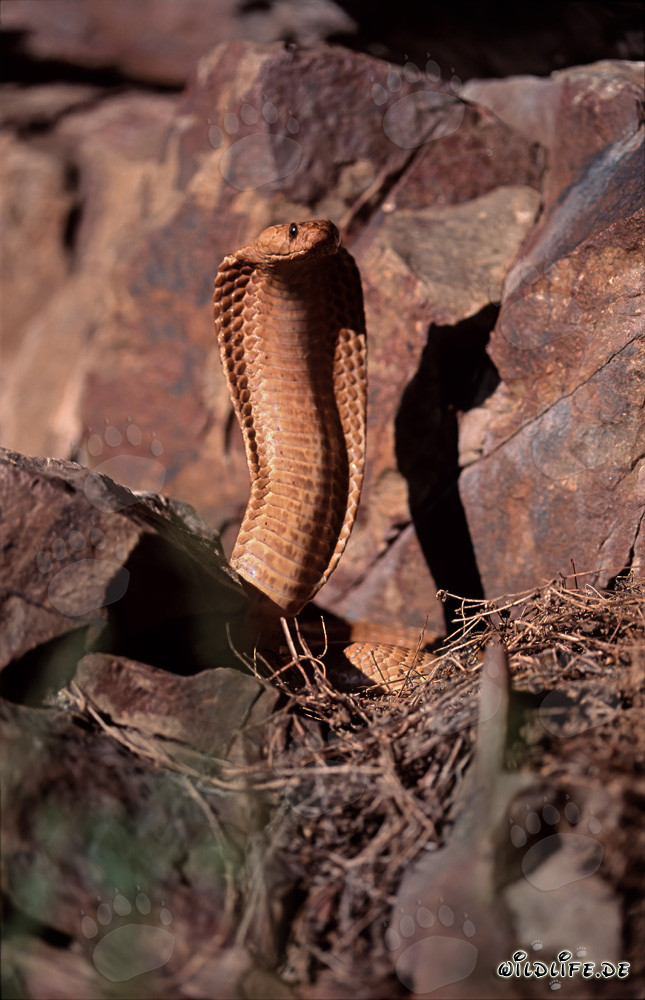 Impresionante Cobra del Cabo desplegando su escudo frente a coloridas rocas