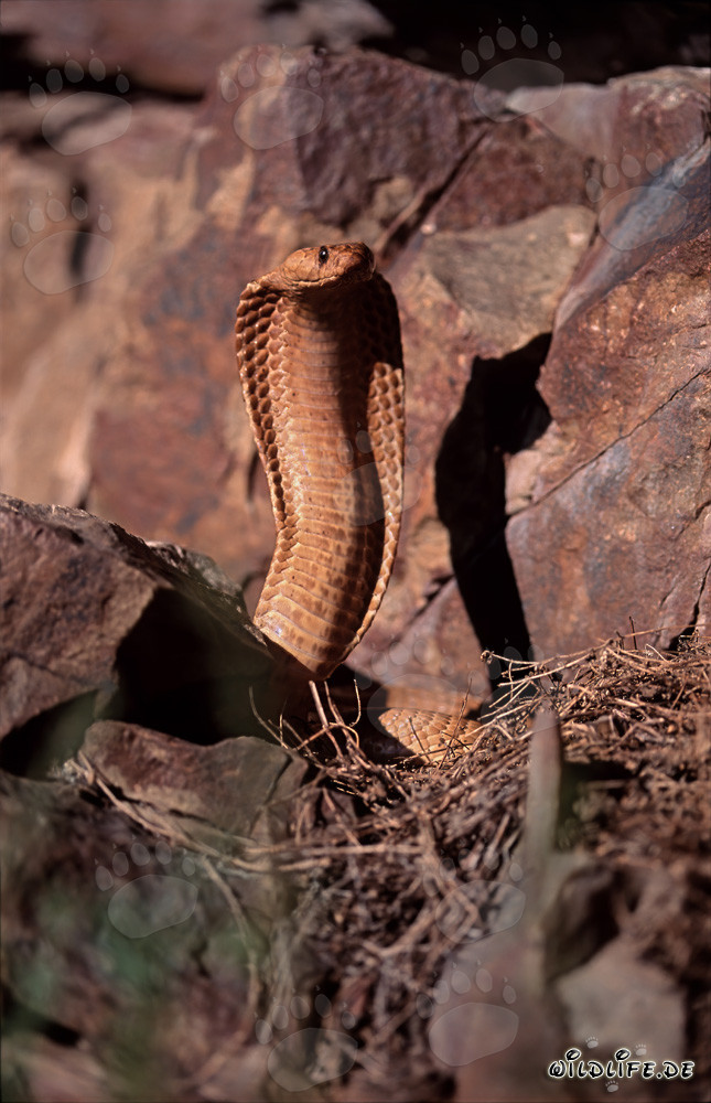 Imponente Cobra del Capo che dispiega il suo scudo di fronte a rocce colorate