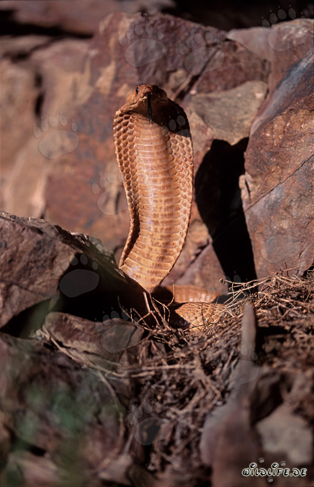 Cobra du Cap Dorée impressionnante dans les montagnes de Gansbaai