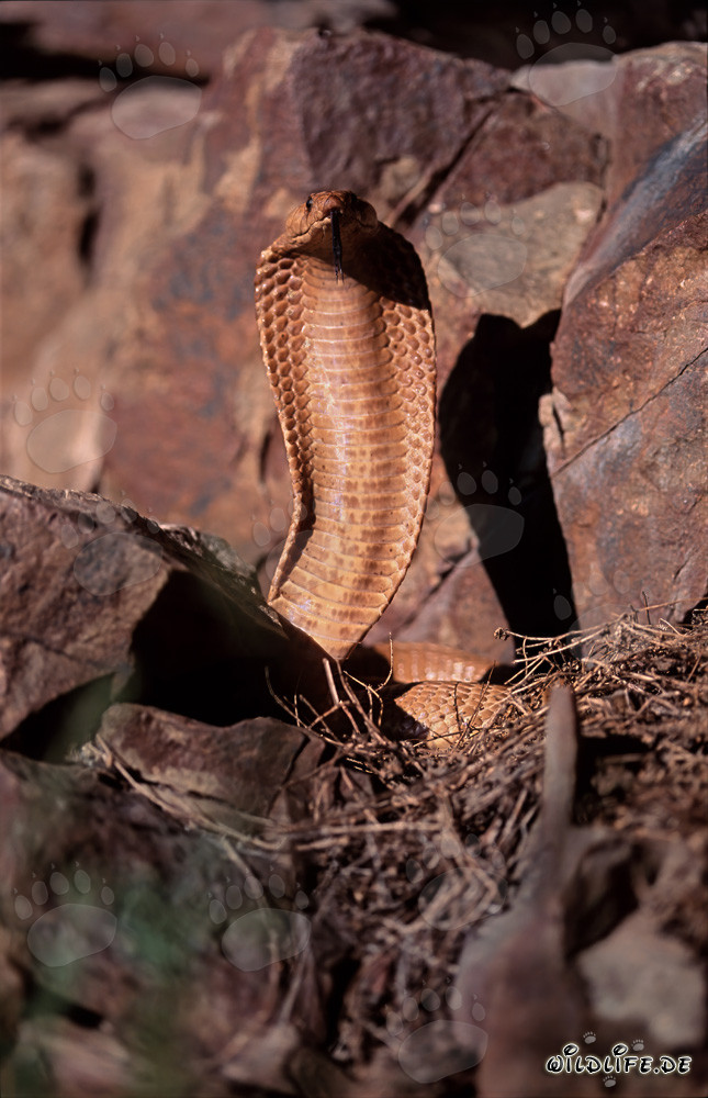 Imponente Cobra del Capo Dorata nelle montagne di Gansbaai