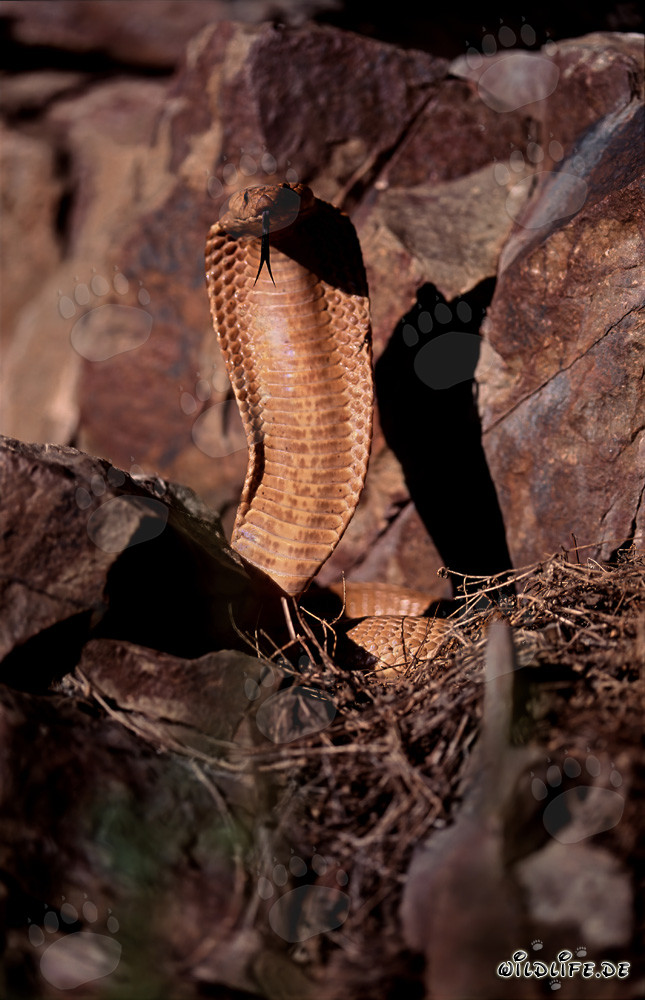 La Cobra del Cabo dorada erguida muestra su lengua