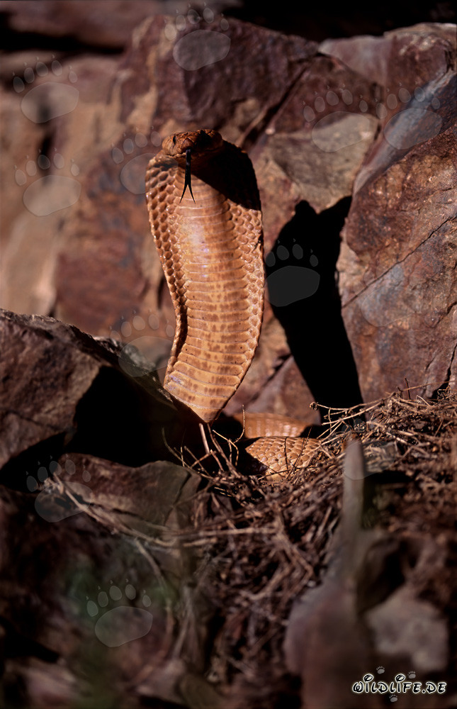 La Cobra del Capo dorata eretta mostra la sua lingua