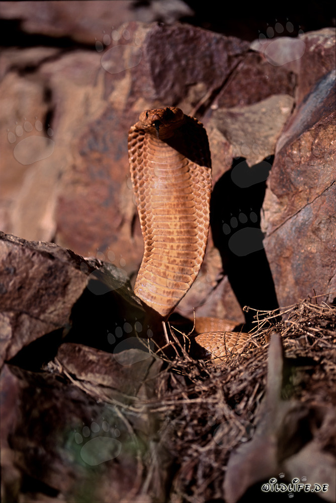 Cobra du Cap dorée majestueuse sous la lumière du soleil