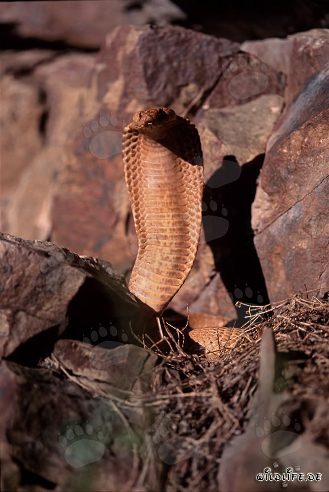 Highly concentrated upright Golden Cape Cobra (Naja nivea) in the Gansbaai Mountains, South Africa