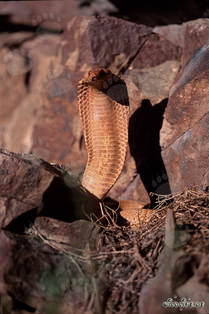 Cobras del Cabo (Naja nivea) erguidas y altamente concentradas en las montañas de Gansbaai, Sudáfrica