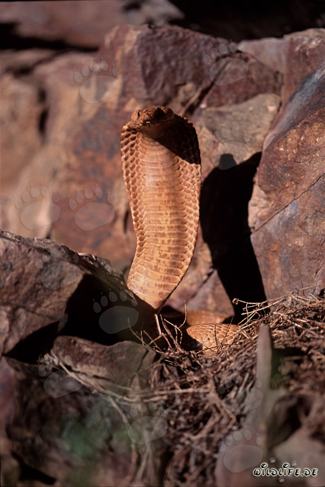 Cobra del Capo (Naja nivea) eretta e altamente concentrata nelle montagne di Gansbaai, Sudafrica