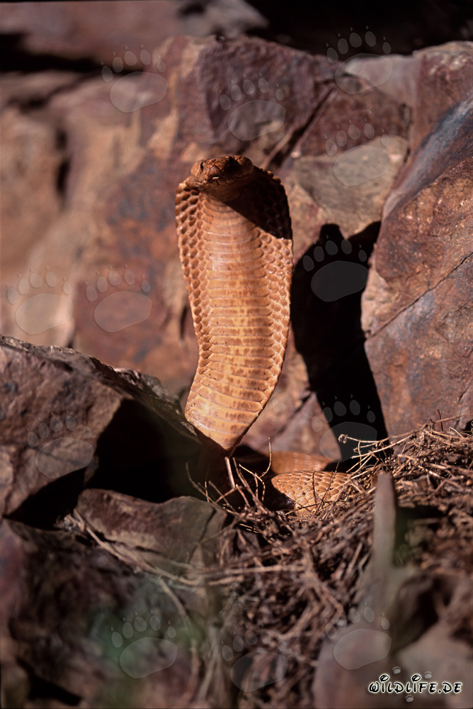 Hochkonzentrierte aufgerichtete Goldene Kapkobra (Naja nivea) in den Gansbaai Mountains, Südafrika