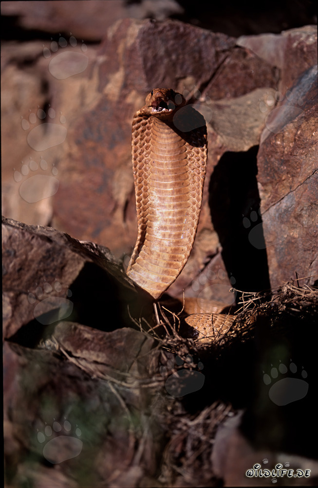 Majestic Cape Cobra with open mouth in the Gansbaai Mountains