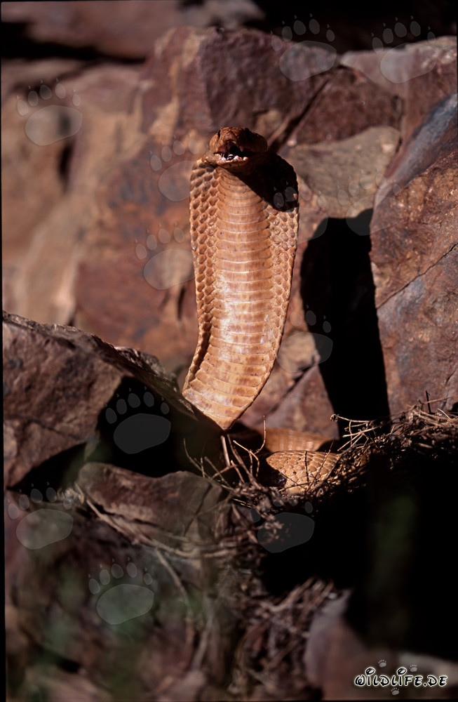 Cobra del Cabo majestuosa con la boca abierta en las montañas de Gansbaai