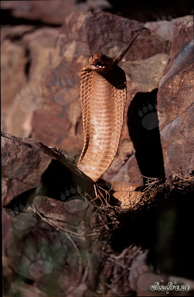 Cobra del Capo maestosa con la bocca aperta sulle montagne di Gansbaai