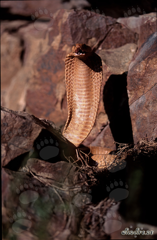 Cobra du Cap majestueuse avec la gueule ouverte dans les montagnes de Gansbaai