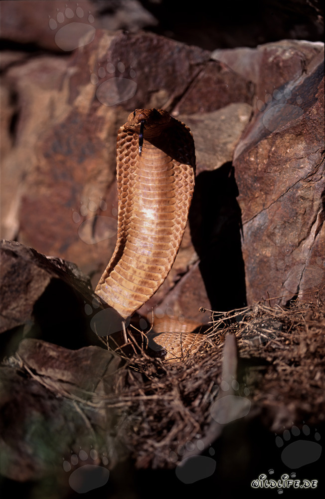 Impressionnante Cape Cobra dans la nature sauvage du Cap occidental