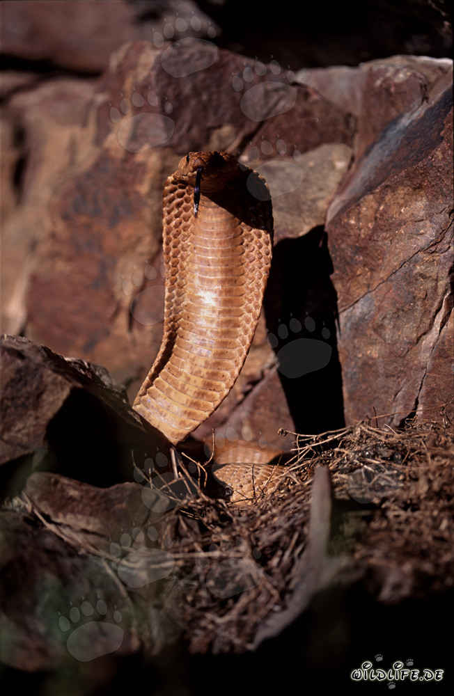 Impressive Cape Cobra in the Wilderness of the Western Cape
