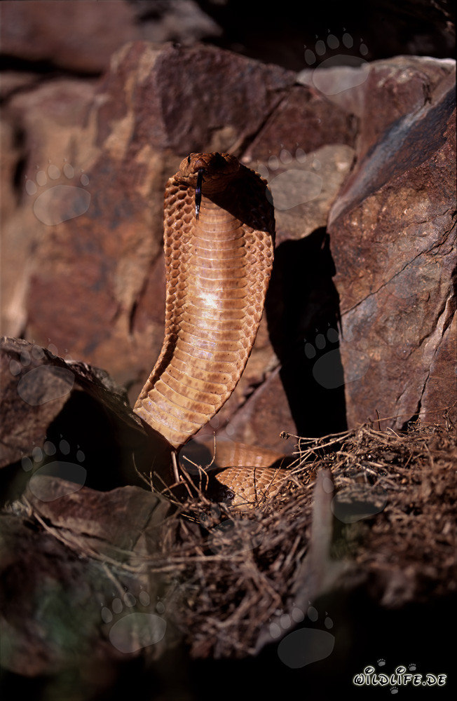 Impresionante Cobra del Cabo en la naturaleza salvaje del Cabo Occidental