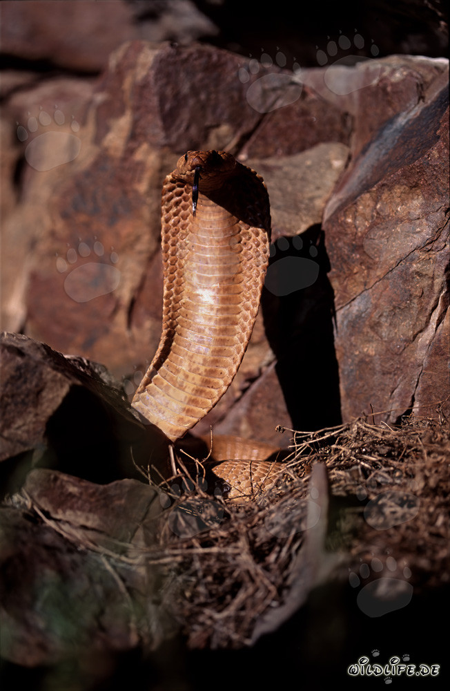 Imponente Cobra del Capo nella natura selvaggia del Capo Occidentale