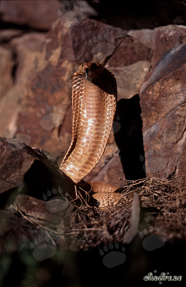 Cobra del Cabo irritada y erguida en las montañas de Gansbaai, Sudáfrica